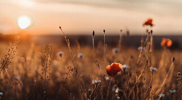 Flowers in grass field with sunset in background